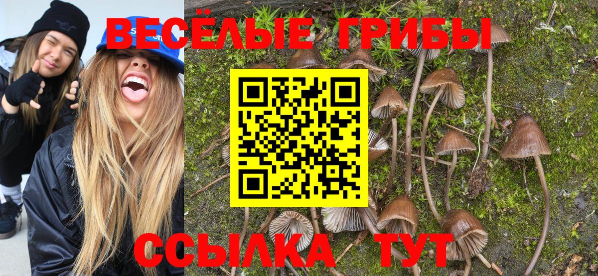 где продают   Вход с VPN  Галлюциногенные грибы Psilocybine cubensis  Сокол  Галлюциногенные грибы Psilocybe 